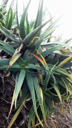 Aloe Vera Furcraea foetida