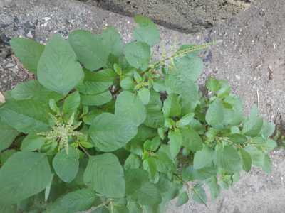 Pig Weed Amaranthus Lividus
