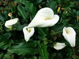 Arum Lily, zantedeschia aethiopica