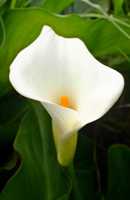 Arum Lily, zantedeschia aethiopica