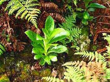 A Black Cabbage seedling in the Dianas Peak National Park