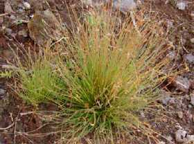 Lost sedge bulbostylis neglecta