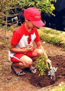 Boxwood, planted by the Girl Guides