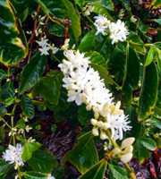 Coffee plants, in flower