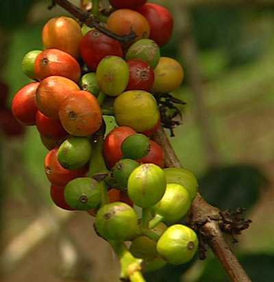 Coffee fruits