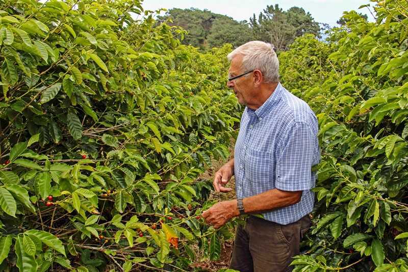 Coffee producer Bill Bolton surveys his crop