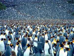 Colony of penguins