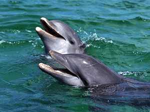 Dolphin group