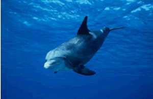 Dolphin diving