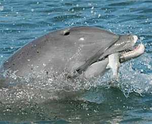 Dolphin eating