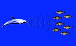 Dolphin sonar