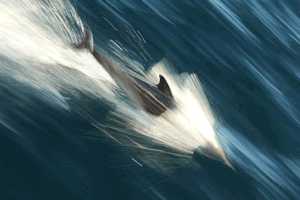 Dolphin speed