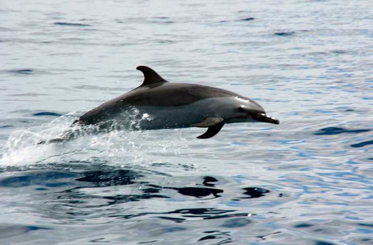 1774: Dolphin Fishing