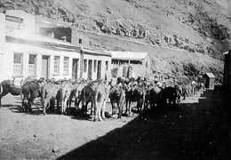 Donkeys in Jamestown, 1943