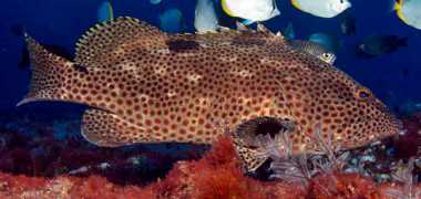 Grouper Epinephelus adscensionis