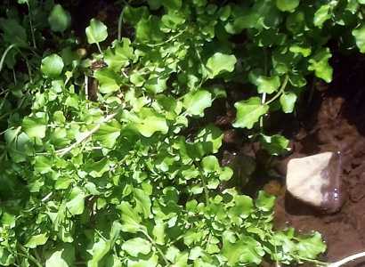 Watercress Rorippa nasturtium-aquaticum