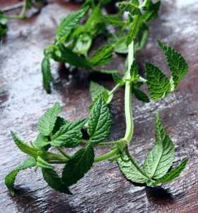 Balm of Gilead Cedronella canariensis
