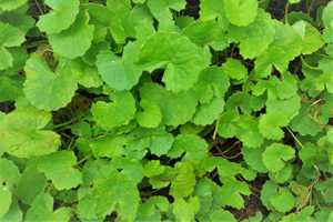 Monkey Ears Centella asiatica