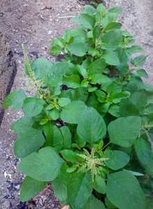 Pig Weed Amaranthus Lividus