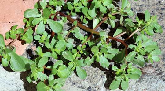 Purslane Portulaca oleracea