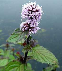 Water Mint Mentha Aquatica