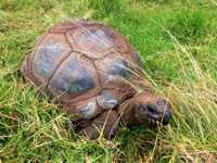 Tortoise: Emma a.k.a. Emily