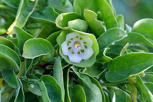 Boxwood
