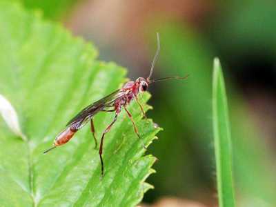 Wasp Helenanomalon Bonapartei