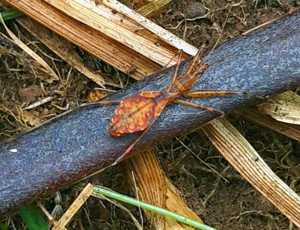Rainbow Bug vernonia wollastonia