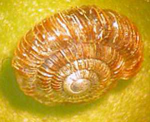 Ammonite snail