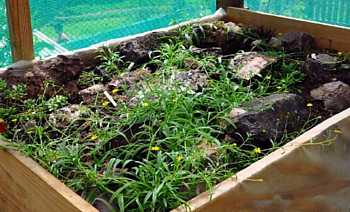 Barn Fern and Bone Seed being conserved in a shade house