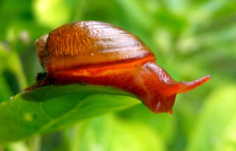 Blushing Snail succinea sanctaehelenae