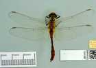 Darter dragonfly
