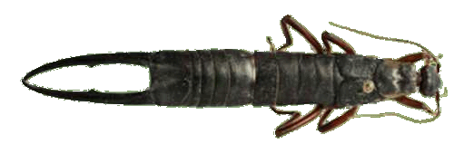 Giant Earwig