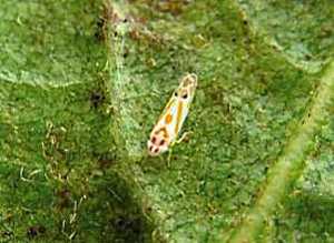 Leaf hopper