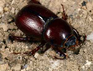 mellis chafer