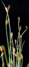 Close-up of lost sedge