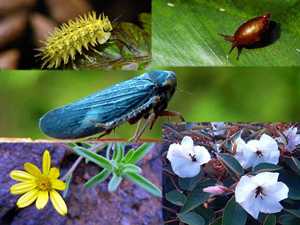 Endemic Species