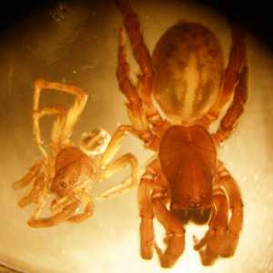 Prosperous Bay Plain Mole Spider