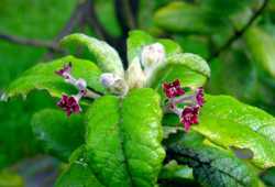 St Helena Olive nesiota elliptica (flowers)