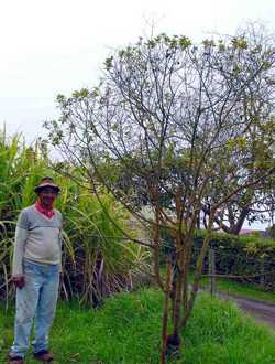 St Helena Olive nesiota elliptica (tree)