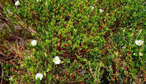 Tea Plant