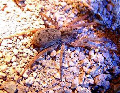 Wolf Spider on Prosperous Bay Plain