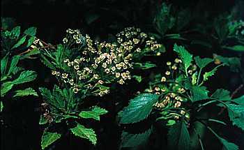 False Gumwood, flowering