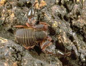 False Scorpion