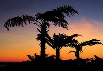 Tree Ferns at sunset