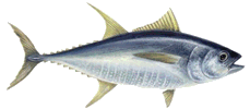 Albacore