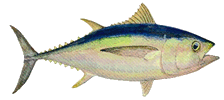 Bigeye Tuna