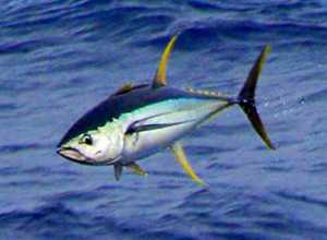 Fish and Fishing