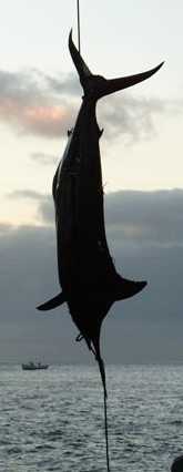 Caught Marlin